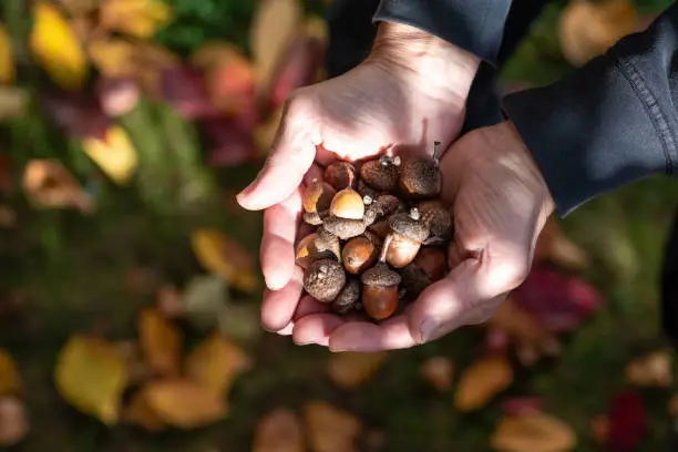 What do you dream about Acorns?