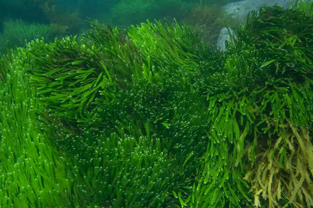 What do you dream about Algae?