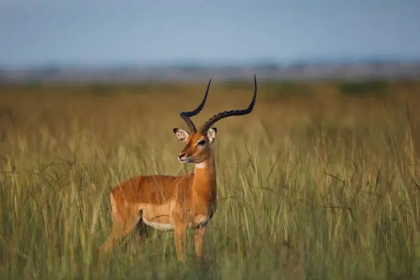 What do you dream about Antelope?