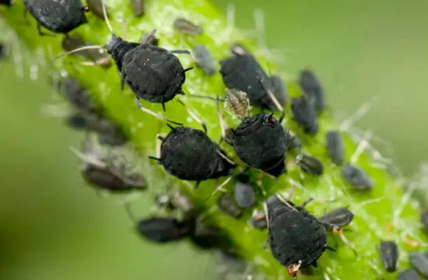 What do you dream about Aphid?