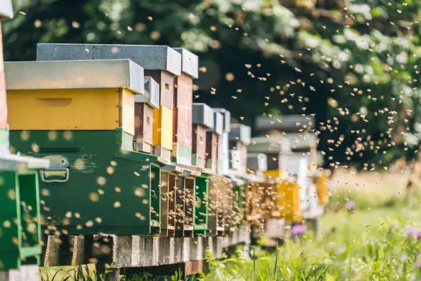 What do you dream about Apiary?