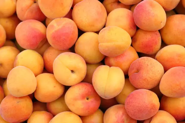 What do you dream about Apricot?