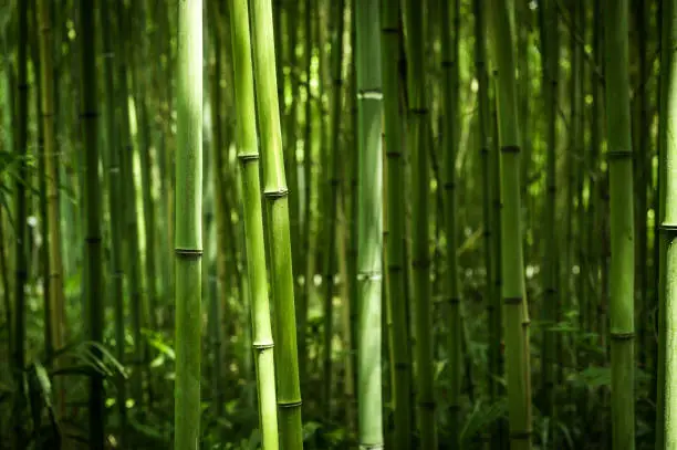 What do you dream about Bamboo?