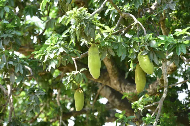 What do you dream about Baobab?