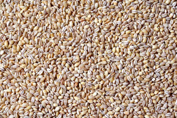 What do you dream about Barley?