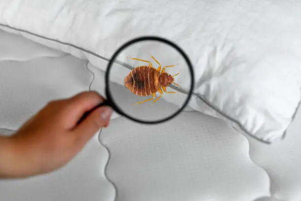 What do you dream about Bedbug?