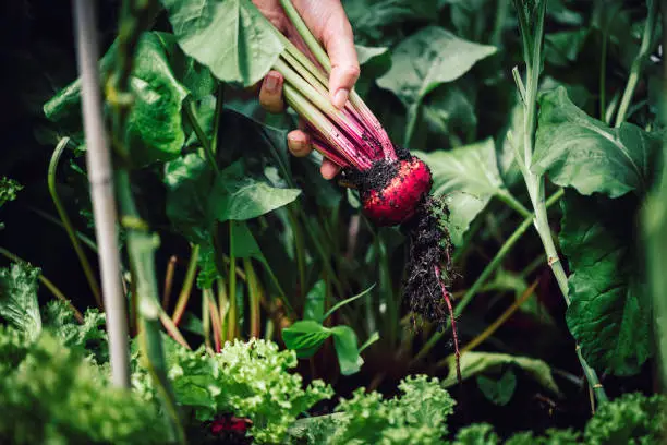 What do you dream about Beetroot?