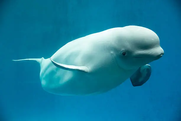 What do you dream about Beluga?