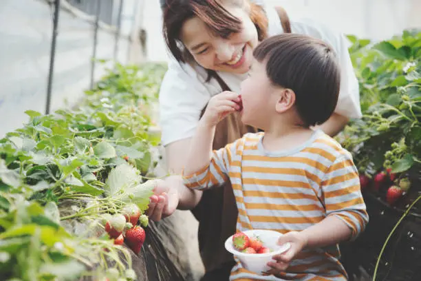 What do you dream about Berry-picking?