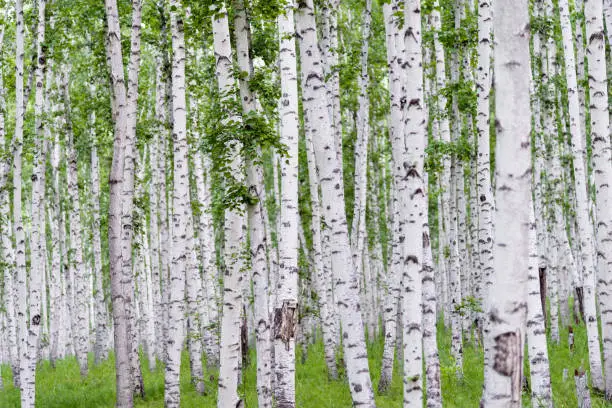 What do you dream about Birch?