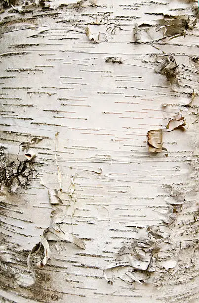 What do you dream about Birchbark?