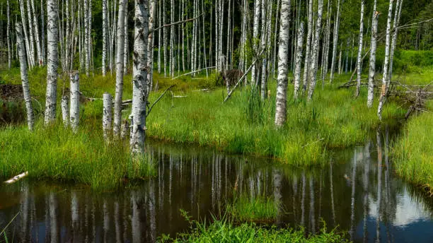 What do you dream about Birchwater?