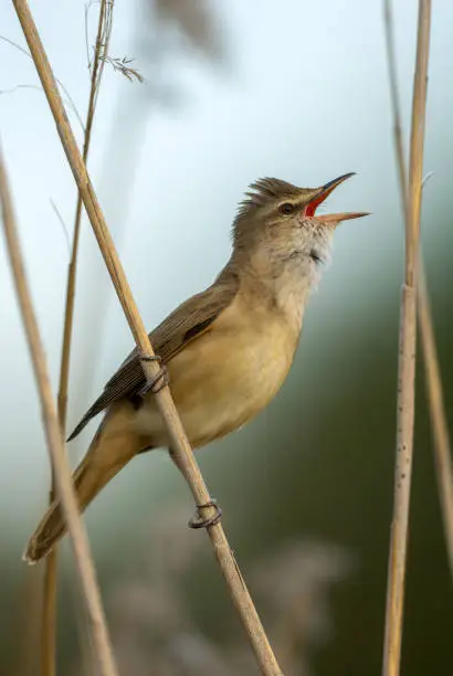 What do you dream about Birdsong?