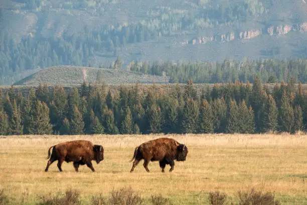 What do you dream about Bison?