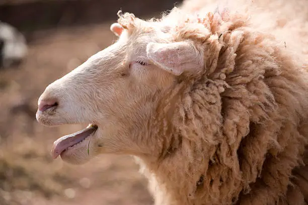 What do you dream about Bleating?