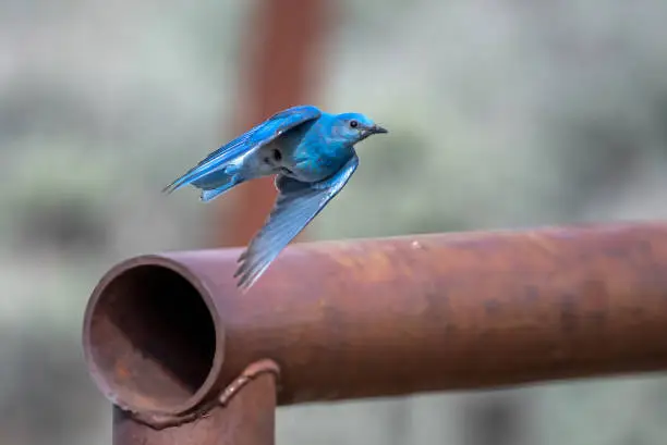 What do you dream about Bluebird?