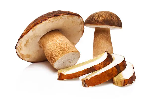 What do you dream about Boletes?