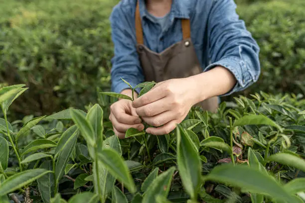 What do you dream about Botanist?