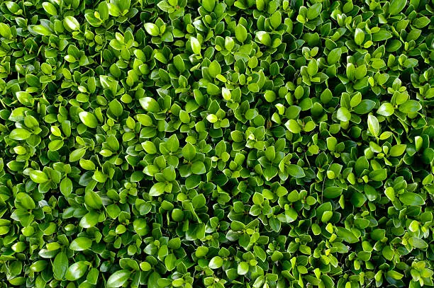 What do you dream about Boxwood?