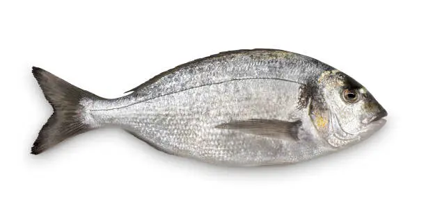 What do you dream about Bream?