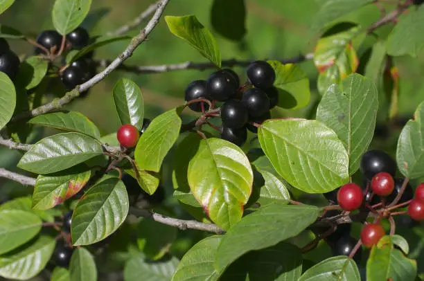 What do you dream about Buckthorn?