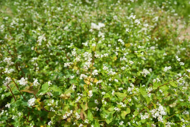 What do you dream about Buckwheat?