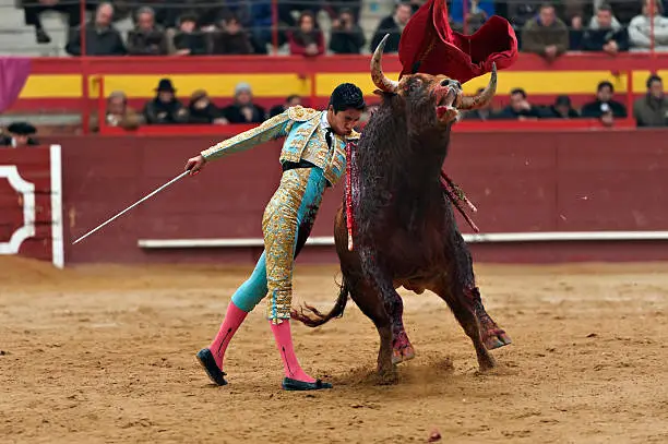 What do you dream about Bullfighting?