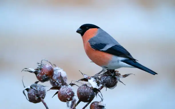 What do you dream about Bullfinch?