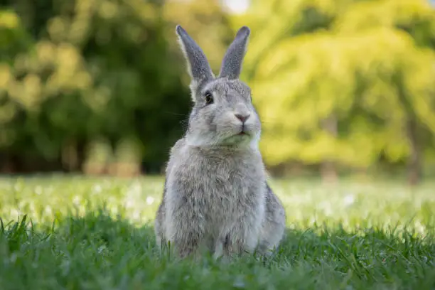 What do you dream about Bunnies?