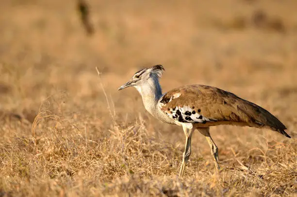 What do you dream about Bustard?