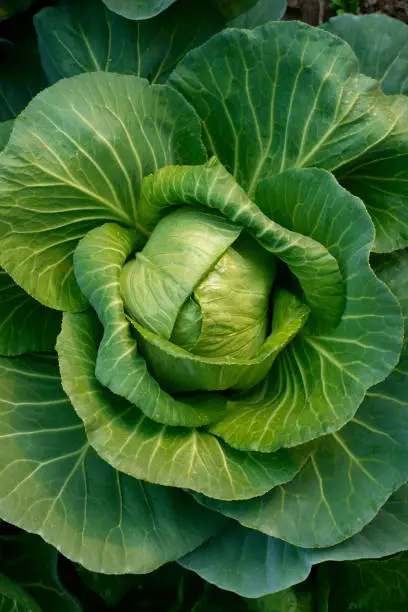 What do you dream about Cabbage?