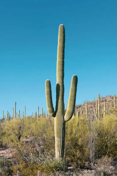 What do you dream about Cactus?