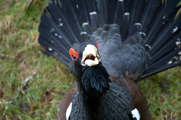 What do you dream about Capercaillie?