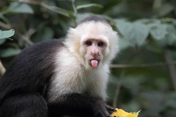 What do you dream about Capuchin?