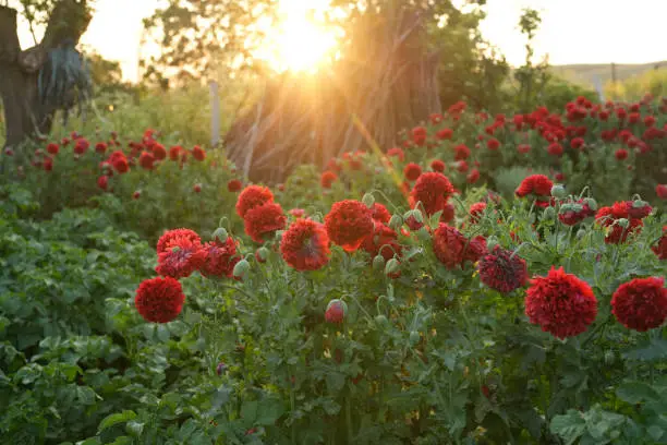 What do you dream about Carnations?