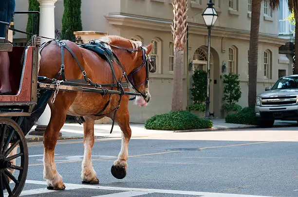 What do you dream about Carriage?