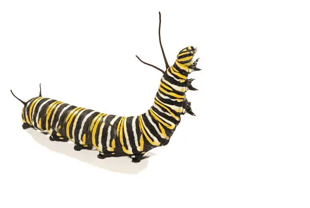 What do you dream about Caterpillar?