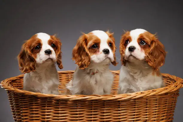 What do you dream about Cavalier?