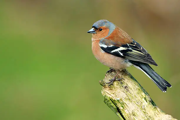 What do you dream about Chaffinch?