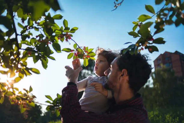 What do you dream about Cherry-picking?