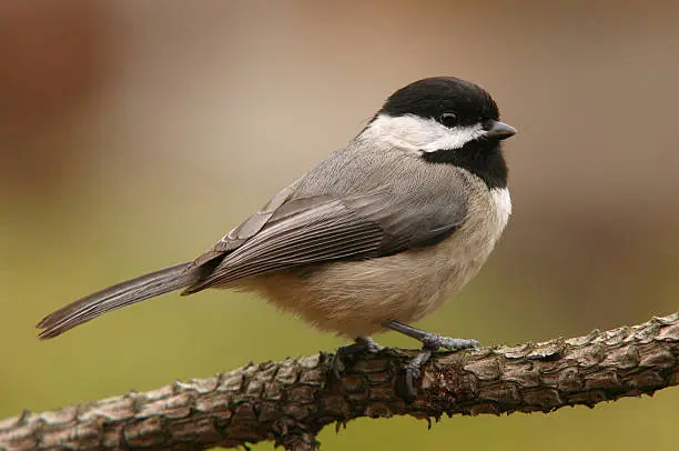 What do you dream about Chickadee?