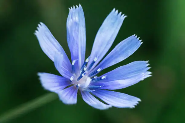 What do you dream about Chicory?