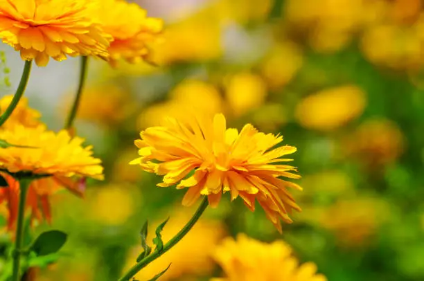 What do you dream about Chrysanthemums?