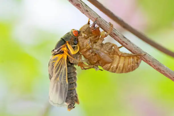 What do you dream about Cicadas?