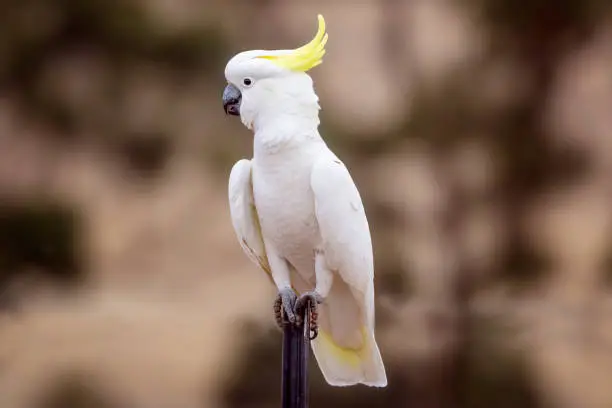 What do you dream about Cockatoo?