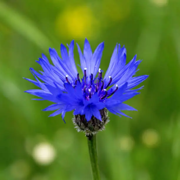 What do you dream about Cornflowers?