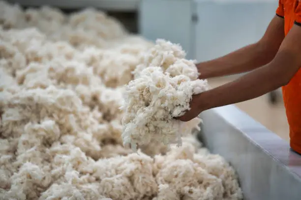 What do you dream about Cotton?