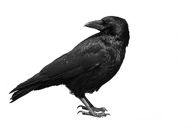 What do you dream about Crow?