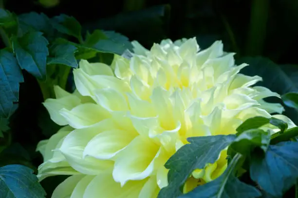 What do you dream about Dahlias?