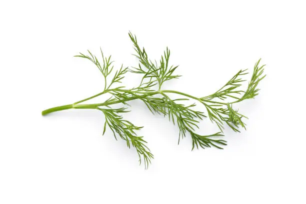 What do you dream about Dill?